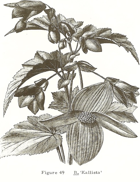 B. ‘Kallista’